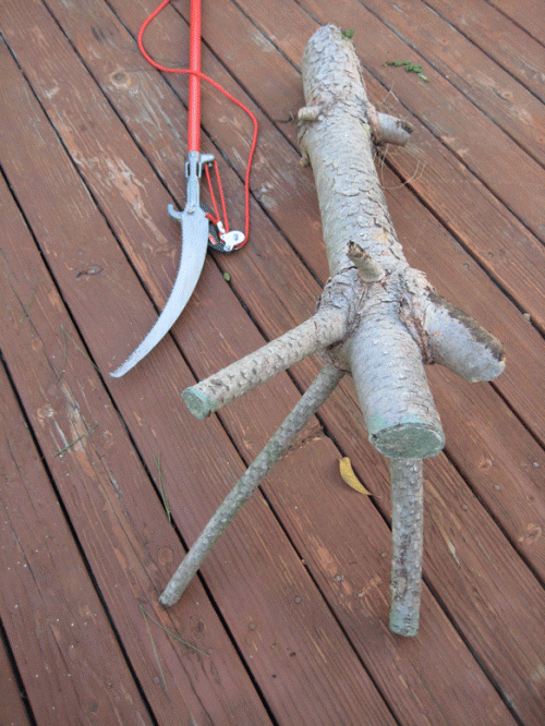 Pine log, shaped to maximize thicket-building.