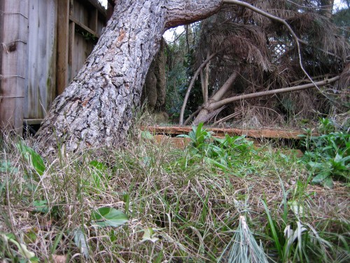 Ground view of Pine Brush Pile from Snake Shores.