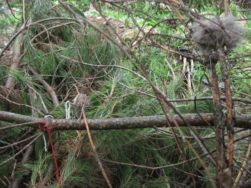 Nest-building supplies made available for birds.