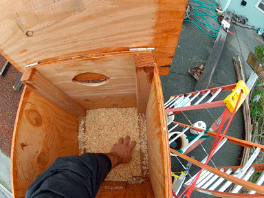 Adding wood shavings to barn owl box nest floor.