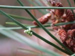 Insect Eggs on Pine Needle.