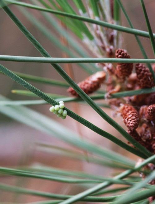 Insect Eggs on Pine Needle.