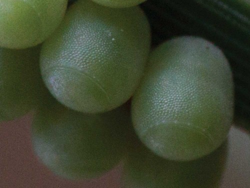 Close-up of Insect Eggs on Pine Needle.  