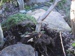 Close-up of nearly removed apricot tree and its rootball.