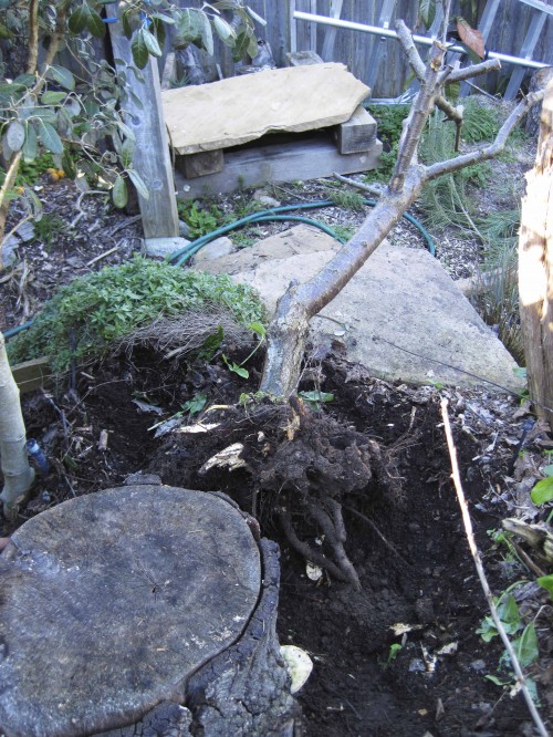 Close-up of nearly removed apricot tree and its rootball.