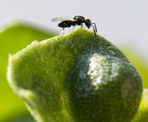 Cynipid Wasp on Ceanothus.