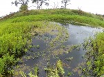 Come to the Ludwigia Cleanout Party, Lower Stone Farm, Fri., Sept. 13th, 8AM.