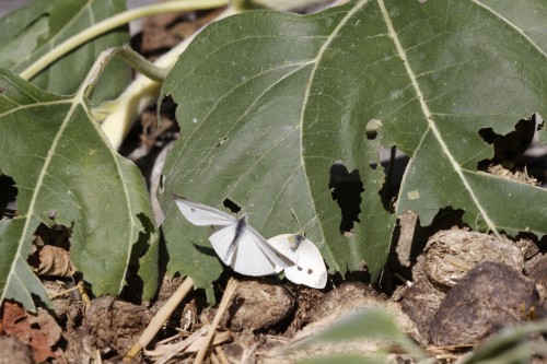 Male checkered white butterfly on sunflower leaf -- pic 4