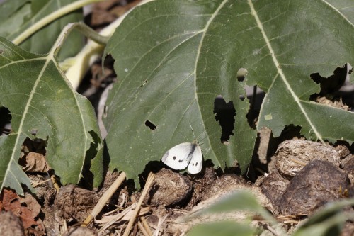 Male checkered white butterfly on sunflower leaf -- pic 6