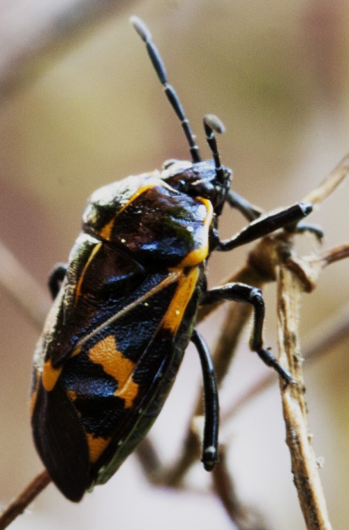 Harlequin Bug on impatiens flower stalk