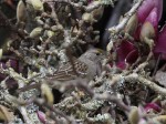 Golden Crowned Sparrow in Tulip MagnoliaTwig Pile