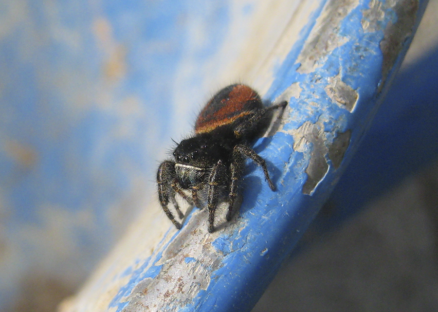 042309 Thompson Jumping Spider 1(900) - Copy