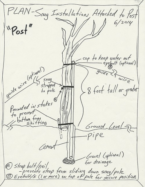 spore lore, habitat it and they will come, tony mcguigan, garden, soil, soil under my nails, gardening, gardens, native plants, permaculture, wildlife garden, environmental education, ecological landscaping, snag, Native Plants and Wildlife Gardens, tree snag, dead tree, Scrub Jay, bird perch