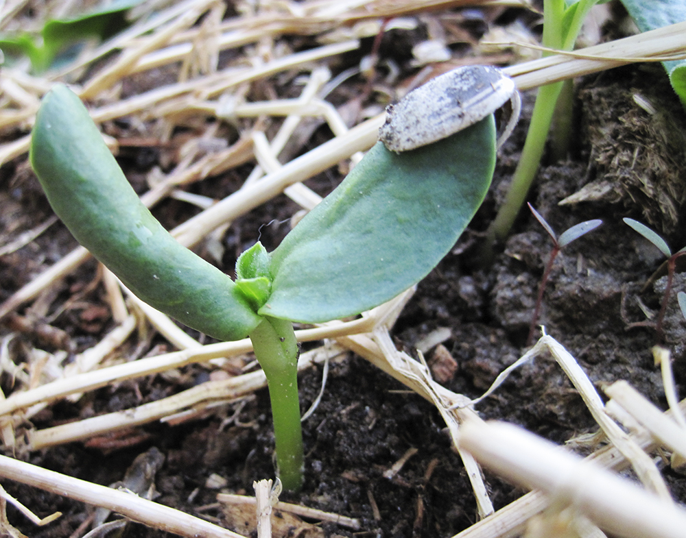 Amaranth seedlings (purple, back right) are tiny in relation to a sunflower seedling (green, with seed still attached).