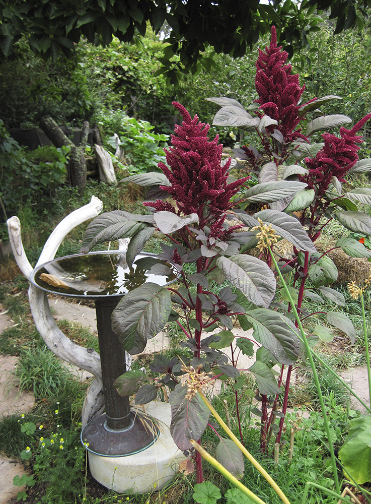 Amaranth caudatus growing alongside Bird Bath Beach in the author's garden. Note rocks in the bath -- steps to the deep end for wasps, bees, butterflies, and birds.  Also note the driftwood perches to allow birds to check for safety before committing to the water.