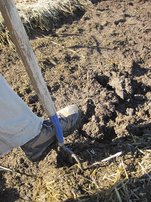 using hay fork to dig wet adobe soil