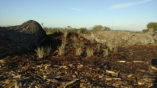 0- Habitat Landscaper-Instructor for hire — Tony McGuigan — international consulting available — install@sporelore.com , Tony McGuigan, Habitat it!, Spore Lore©, Habitat It And They Will Come, garden, soil, soil microbes, Soil Under My Nails, gardening, gardens, native plants, permaculture, wildlife garden, wildlife habitat installation, environmental education, ecological landscaping, Animal Habitat, garden, ecological, landscaping, wildlife garden, biodiversity, native plants, how to build wildlife habitat, outdoor classroom, nonvirtual education, touch the soil!, wildlife habitat workshop, Orchard View School, Sunny Galbraith, Laguna Environmental Center, Laguna de Santa Rosa Foundation, environmental conservation,  Stone Farm, Anita Smith, western fence lizard, redwood, Cold Water Canyon rock, avocado leaves, bamboo leaves, woodchip mulch, compost, torrent sedge, weeding, millipede, Jerusalem cricket, meadow barley, Hordeum brachyantherum, garter snake, genus Thamnophis