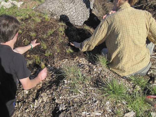 0- Habitat Landscaper-Instructor for hire — Tony McGuigan — international consulting available — install@sporelore.com , Tony McGuigan, Habitat it!, Spore Lore©, Habitat It And They Will Come, garden, soil, soil microbes, Soil Under My Nails, gardening, gardens, native plants, permaculture, wildlife garden, wildlife habitat installation, environmental education, ecological landscaping, Animal Habitat, garden, ecological, landscaping, wildlife garden, biodiversity, native plants, how to build wildlife habitat, spore lore, sporelore, sporelore.com, outdoor classroom, nonvirtual education, touch the soil!, wildlife habitat workshop, Orchard View School, Sunny Galbraith, Laguna Environmental Center, Laguna de Santa Rosa Foundation, environmental conservation,  Stone Farm, Anita Smith, Dark Soil Light Wood Saddleback, Cold Water Canyon rock, woodchip mulch, compost, straw bales, bird perch, Garter Snake Ravine, Cookie Monster Perch, ABS perforated corrugated drainpipe, adobe soil, berm, swale, posthole digger, meadow barley, Hordeum brachyantherum