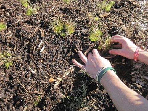 0- Habitat Landscaper-Instructor for hire — Tony McGuigan — international consulting available — install@sporelore.com , Tony McGuigan, Habitat it!, Spore Lore©, Habitat It And They Will Come, garden, soil, soil microbes, Soil Under My Nails, gardening, gardens, native plants, permaculture, wildlife garden, wildlife habitat installation, environmental education, ecological landscaping, Animal Habitat, garden, ecological, landscaping, wildlife garden, biodiversity, native plants, how to build wildlife habitat, spore lore, sporelore, sporelore.com, outdoor classroom, nonvirtual education, touch the soil!, wildlife habitat workshop, Orchard View School, Sunny Galbraith, Laguna Environmental Center, Laguna de Santa Rosa Foundation, environmental conservation,  Stone Farm, Anita Smith, Dark Soil Light Wood Saddleback, Cold Water Canyon rock, woodchip mulch, compost, straw bales, bird perch, Garter Snake Ravine, Cookie Monster Perch, ABS perforated corrugated drainpipe, adobe soil, berm, swale, posthole digger, meadow barley, Hordeum brachyantherum