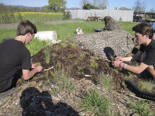 0- Habitat Landscaper-Instructor for hire — Tony McGuigan — international consulting available — install@sporelore.com , Tony McGuigan, Habitat it!, Spore Lore©, Habitat It And They Will Come, garden, soil, soil microbes, Soil Under My Nails, gardening, gardens, native plants, permaculture, wildlife garden, wildlife habitat installation, environmental education, ecological landscaping, Animal Habitat, garden, ecological, landscaping, wildlife garden, biodiversity, native plants, how to build wildlife habitat, spore lore, sporelore, sporelore.com, outdoor classroom, nonvirtual education, touch the soil!, wildlife habitat workshop, Orchard View School, Sunny Galbraith, Laguna Environmental Center, Laguna de Santa Rosa Foundation, environmental conservation,  Stone Farm, Anita Smith, Dark Soil Light Wood Saddleback, Cold Water Canyon rock, woodchip mulch, compost, straw bales, bird perch, Garter Snake Ravine, Cookie Monster Perch, ABS perforated corrugated drainpipe, adobe soil, berm, swale, posthole digger, meadow barley, Hordeum brachyantherum