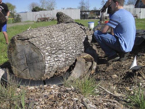 0- Habitat Landscaper-Instructor for hire — Tony McGuigan — international consulting available — install@sporelore.com , Tony McGuigan, Habitat it!, Spore Lore©, Habitat It And They Will Come, garden, soil, soil microbes, Soil Under My Nails, gardening, gardens, native plants, permaculture, wildlife garden, wildlife habitat installation, environmental education, ecological landscaping, Animal Habitat, garden, ecological, landscaping, wildlife garden, biodiversity, native plants, how to build wildlife habitat, spore lore, sporelore, sporelore.com, outdoor classroom, nonvirtual education, touch the soil!, wildlife habitat workshop, Orchard View School, Sunny Galbraith, Laguna Environmental Center, Laguna de Santa Rosa Foundation, environmental conservation,  Stone Farm, Anita Smith, Dark Soil Light Wood Saddleback, Cold Water Canyon rock, woodchip mulch, compost, straw bales, bird perch, Garter Snake Ravine, Cookie Monster Perch, ABS perforated corrugated drainpipe, adobe soil, berm, swale, posthole digger, meadow barley, Hordeum brachyantherum