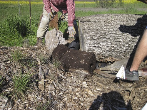 0- Habitat Landscaper-Instructor for hire — Tony McGuigan — international consulting available — install@sporelore.com , Tony McGuigan, Habitat it!, Spore Lore©, Habitat It And They Will Come, garden, soil, soil microbes, Soil Under My Nails, gardening, gardens, native plants, permaculture, wildlife garden, wildlife habitat installation, environmental education, ecological landscaping, Animal Habitat, garden, ecological, landscaping, wildlife garden, biodiversity, native plants, how to build wildlife habitat, spore lore, sporelore, sporelore.com, outdoor classroom, nonvirtual education, touch the soil!, wildlife habitat workshop, Orchard View School, Sunny Galbraith, Laguna Environmental Center, Laguna de Santa Rosa Foundation, environmental conservation,  Stone Farm, Anita Smith, Dark Soil Light Wood Saddleback, Cold Water Canyon rock, woodchip mulch, compost, straw bales, bird perch, Garter Snake Ravine, Cookie Monster Perch, ABS perforated corrugated drainpipe, adobe soil, berm, swale, posthole digger, meadow barley, Hordeum brachyantherum